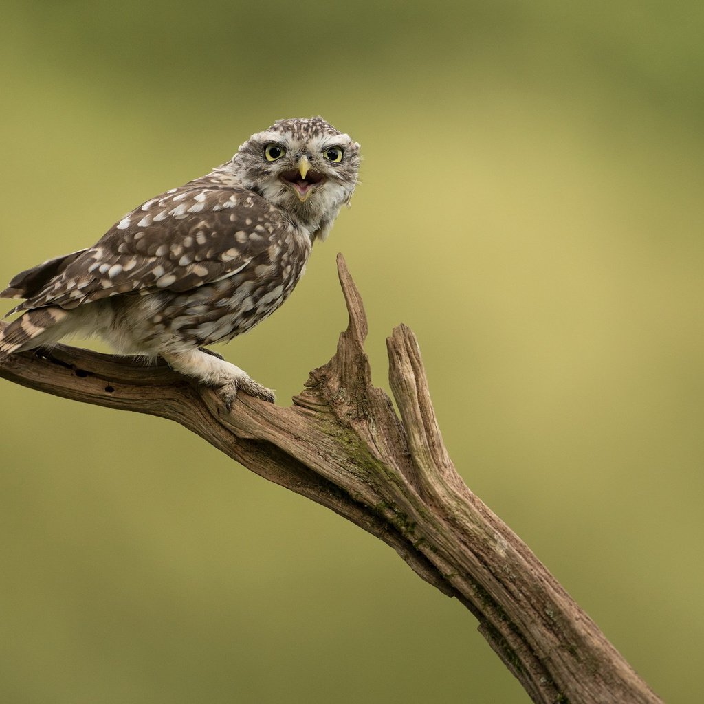 Обои сова, природа, птица, сыч, домовой сыч, owl, nature, bird, little owl разрешение 2047x1236 Загрузить