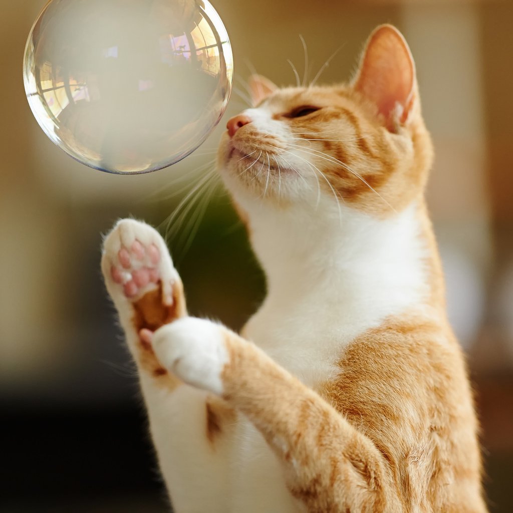 Обои кот, лапы, игра, рыжий, мыльный пузырь, cat, paws, the game, red, bubble разрешение 2048x1363 Загрузить