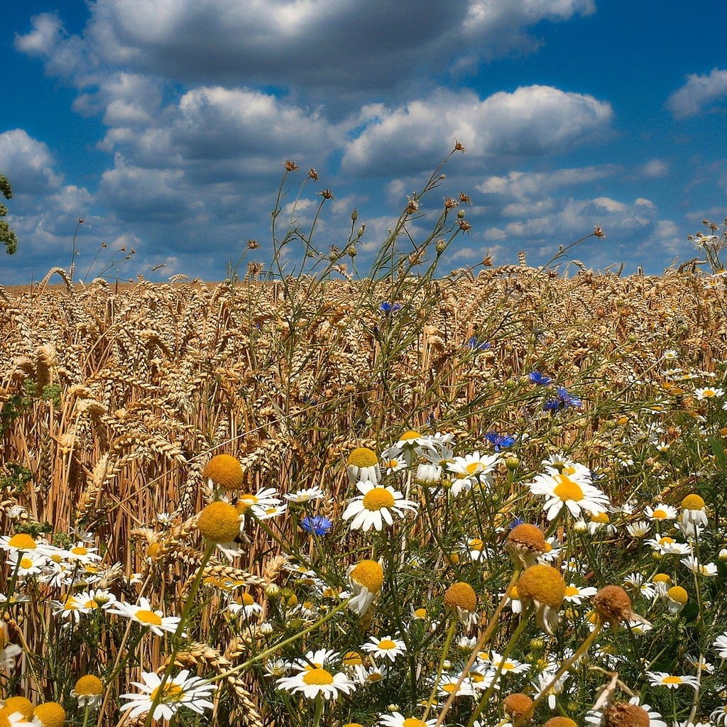 Обои цветы, поле, лето, колосья, flowers, field, summer, ears разрешение 1920x1200 Загрузить