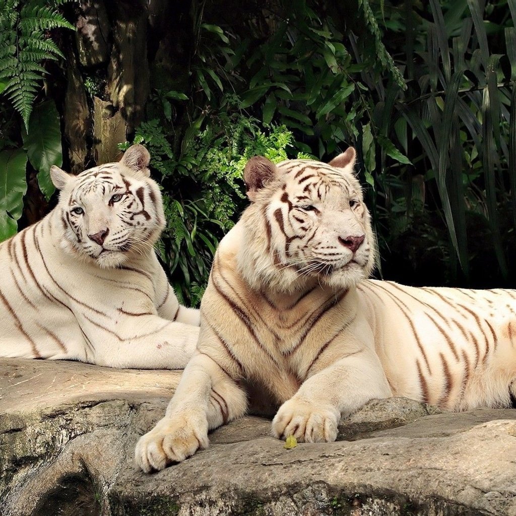 Обои тигр, хищник, большая кошка, пара, белые, лежат, белый тигр, тигры, tiger, predator, big cat, pair, white, lie, white tiger, tigers разрешение 2880x1800 Загрузить