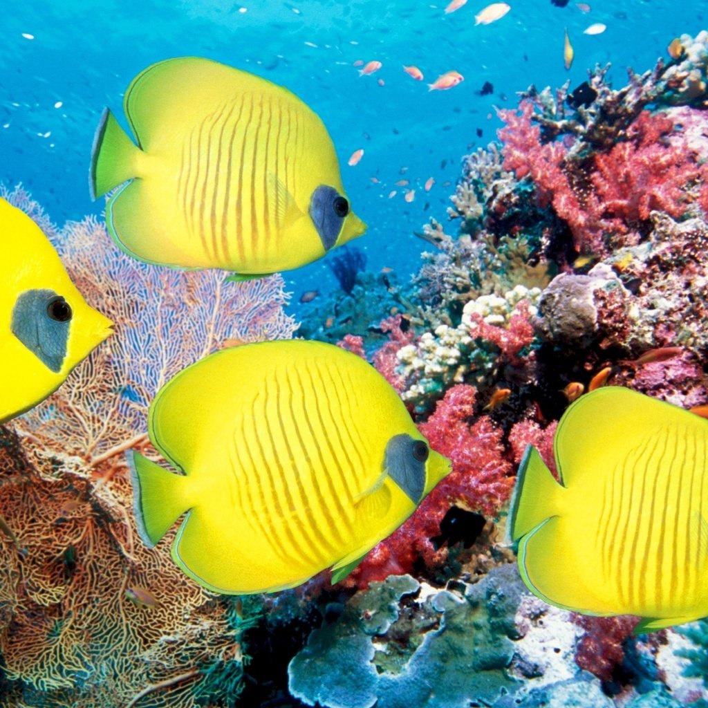 Обои море, рыбы, кораллы, подводный мир, sea, fish, corals, underwater world разрешение 2560x1600 Загрузить