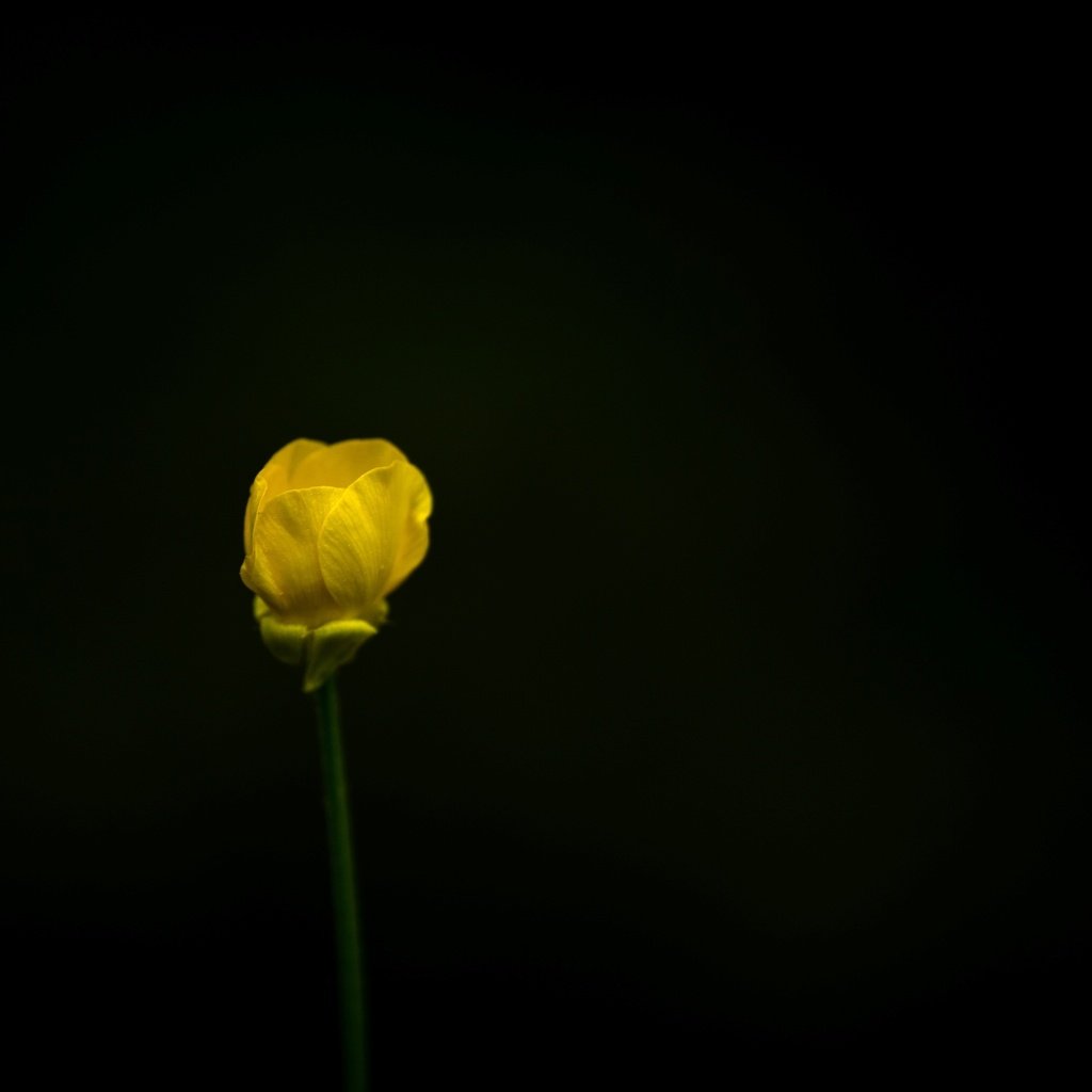 Обои природа, желтый, фон, цветок, черный, nature, yellow, background, flower, black разрешение 2597x1732 Загрузить