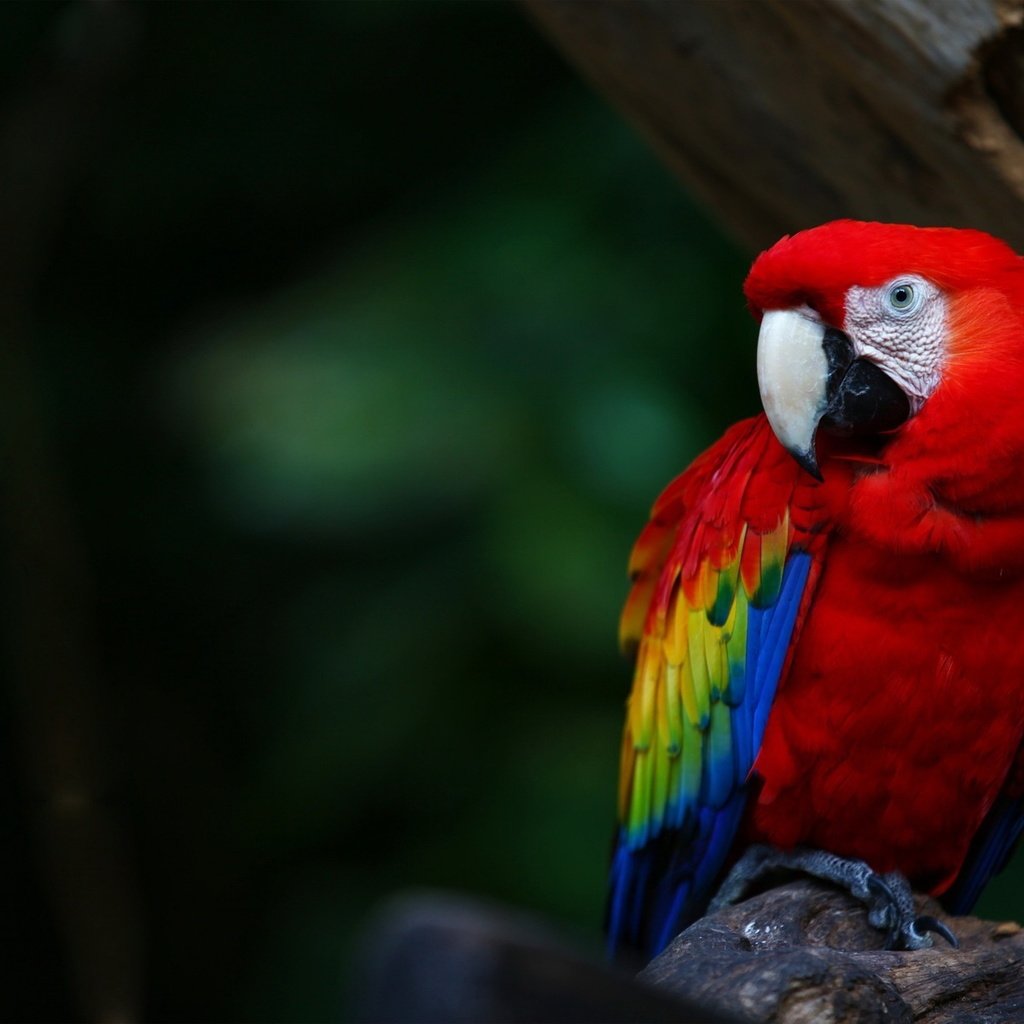 Обои разноцветный, птицы, клюв, перья, попугай, ара, colorful, birds, beak, feathers, parrot, ara разрешение 1920x1200 Загрузить