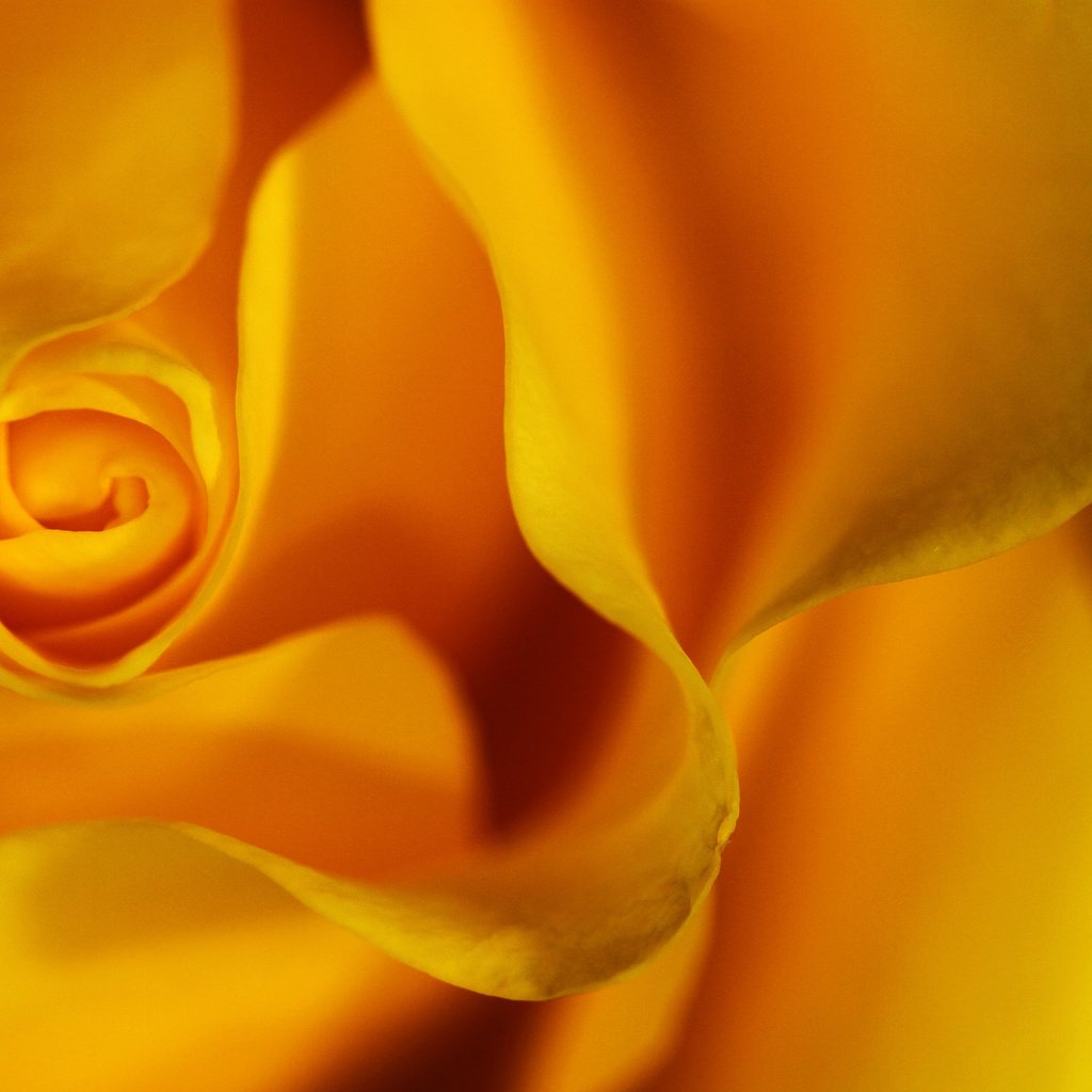 Обои макро, цветок, роза, жёлтая, цветком, lorraine, .лепестки, macro, flower, rose, yellow, .petals разрешение 2048x1439 Загрузить