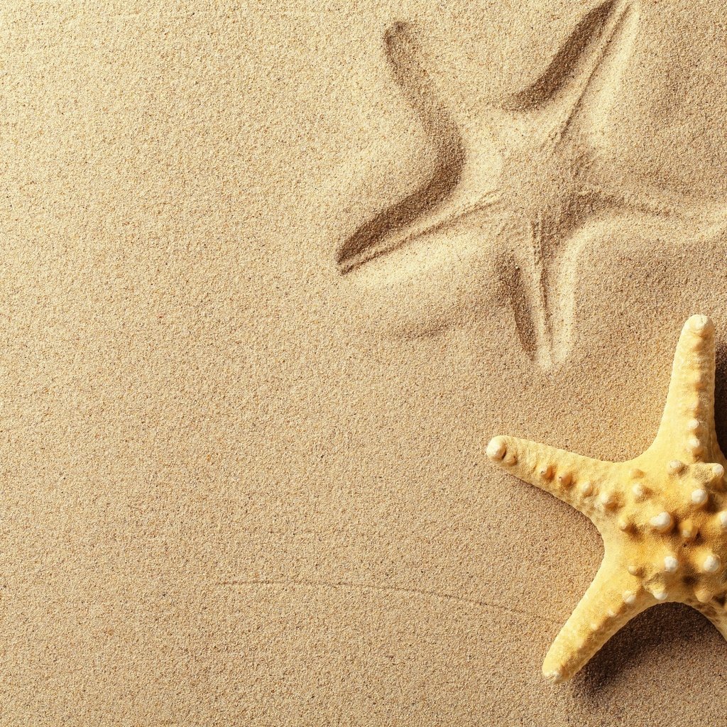 Обои песок, пляж, след, отпечаток, морская звезда, sand, beach, trail, imprint, starfish разрешение 1920x1280 Загрузить
