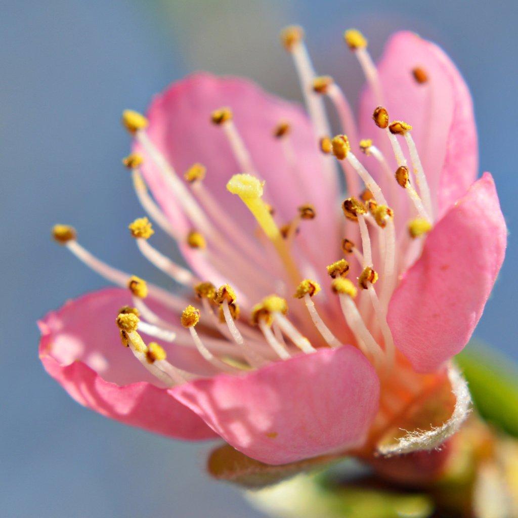 Обои небо, цветок, лепестки, сад, тычинки, весна, the sky, flower, petals, garden, stamens, spring разрешение 2048x1362 Загрузить