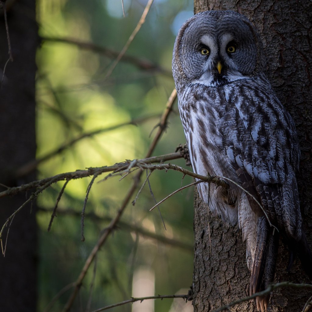 Обои сова, дерево, лес, птица, неясыть,   сова, owl, tree, forest, bird разрешение 2048x1337 Загрузить