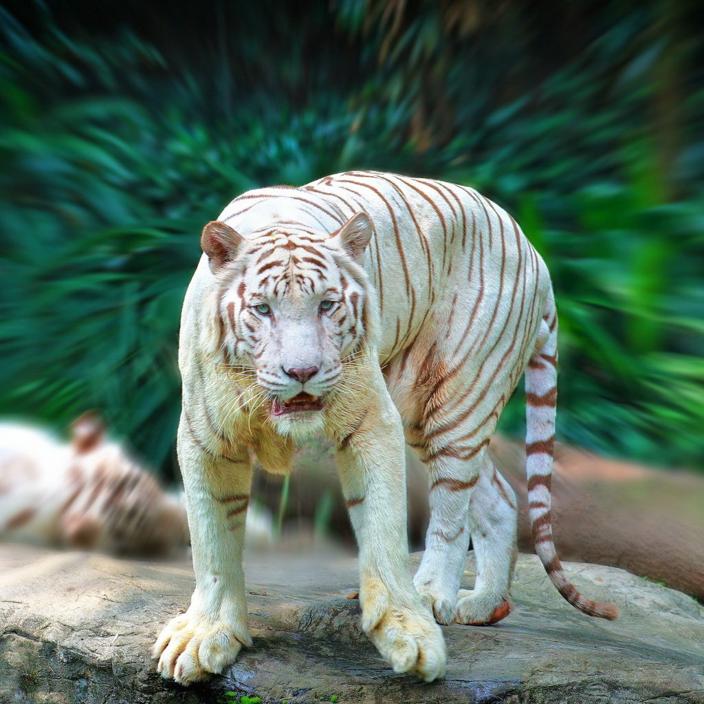 Обои тигр, зелень, взгляд, белый, хищник, tiger, greens, look, white, predator разрешение 2048x1365 Загрузить