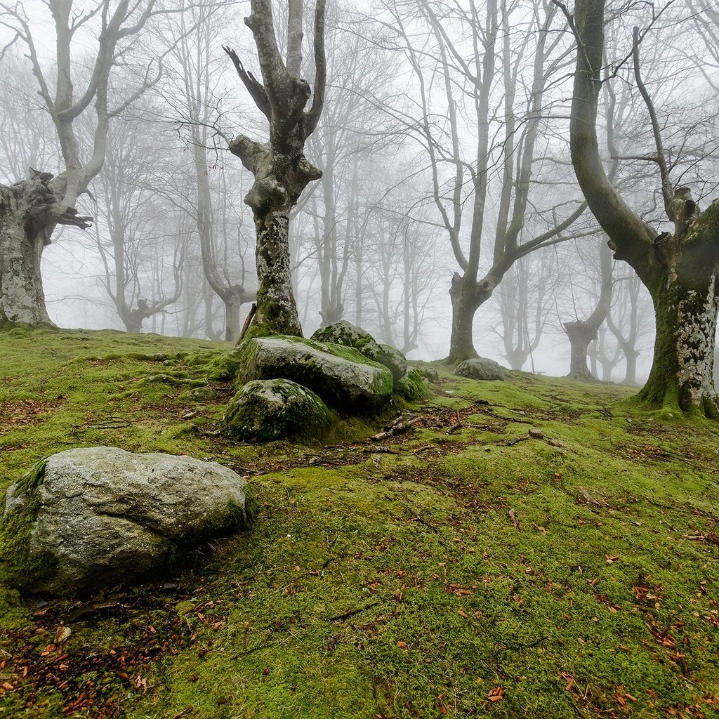 Обои деревья, природа, камни, лес, туман, мох, trees, nature, stones, forest, fog, moss разрешение 2000x1325 Загрузить