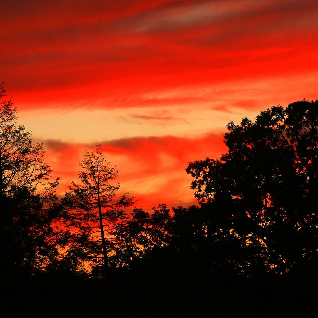 Обои небо, облака, деревья, силуэт, зарево, the sky, clouds, trees, silhouette, glow разрешение 2048x1390 Загрузить