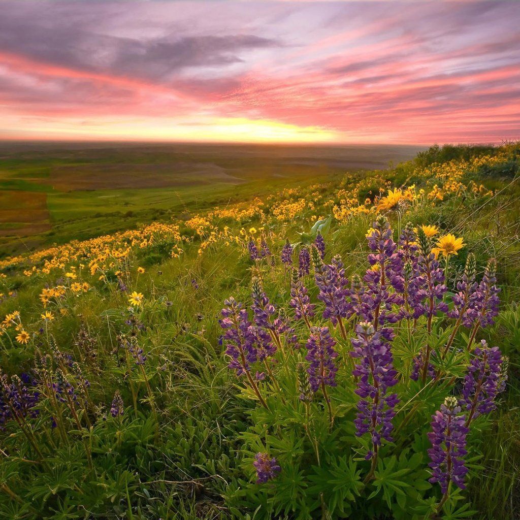 Обои природа, пейзаж, поле, луг, цветы.закат, nature, landscape, field, meadow, flowers.sunset разрешение 1920x1200 Загрузить