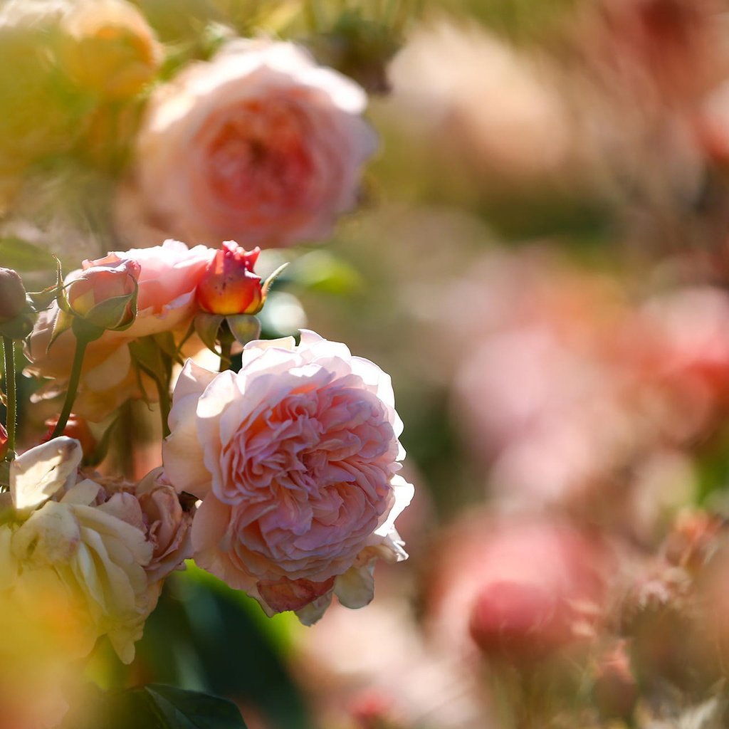 Обои цветы, природа, розы, клумба, flowers, nature, roses, flowerbed разрешение 1920x1200 Загрузить
