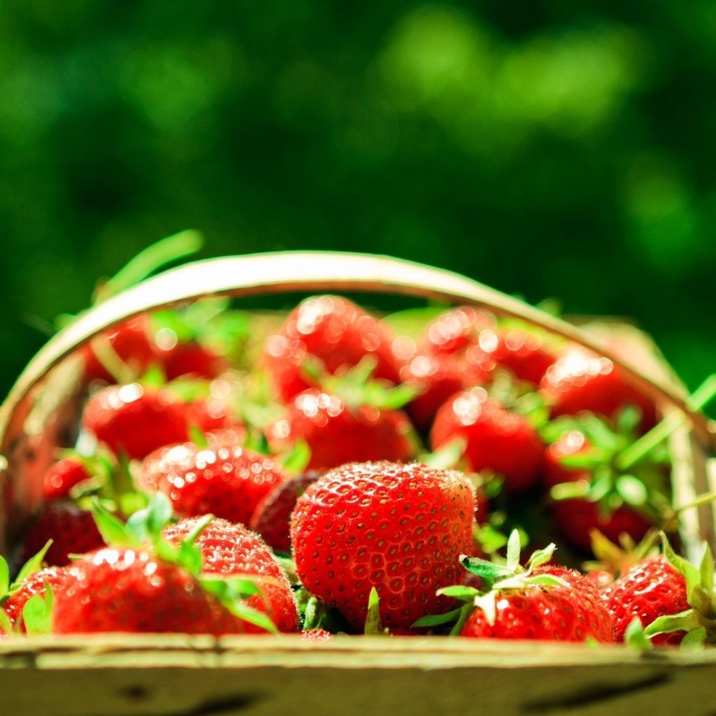 Обои зелёный, фон, клубника, размытость, ягоды, корзинка, green, background, strawberry, blur, berries, basket разрешение 1920x1279 Загрузить