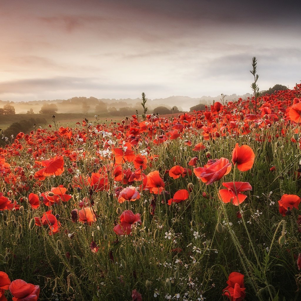 Обои цветы, облака, холмы, поле, маки, луг, flowers, clouds, hills, field, maki, meadow разрешение 2048x1365 Загрузить