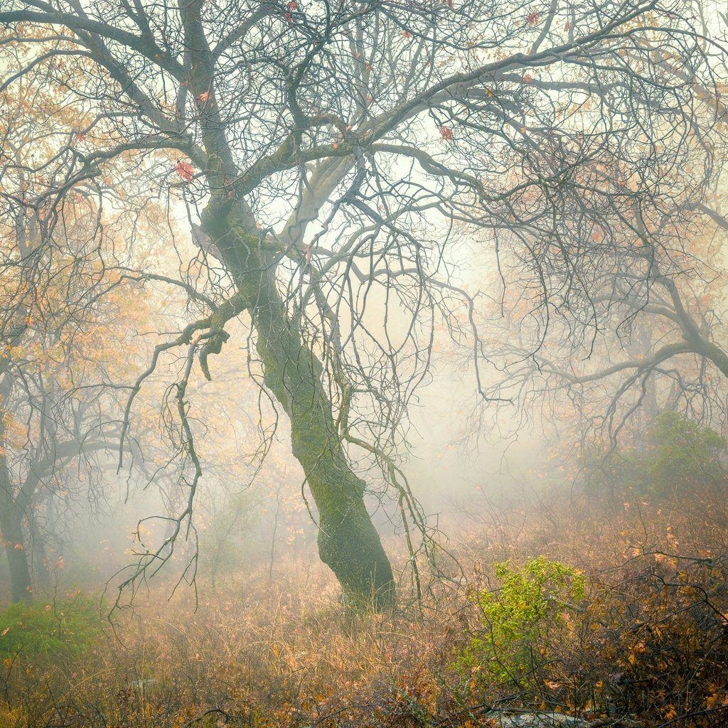 Обои деревья, лес, туман, склон, осень, trees, forest, fog, slope, autumn разрешение 2048x1470 Загрузить