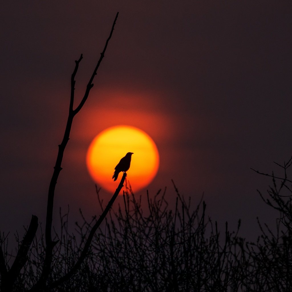 Обои солнце, природа, дерево, закат, ветви, птица, силуэт, the sun, nature, tree, sunset, branch, bird, silhouette разрешение 3660x2442 Загрузить