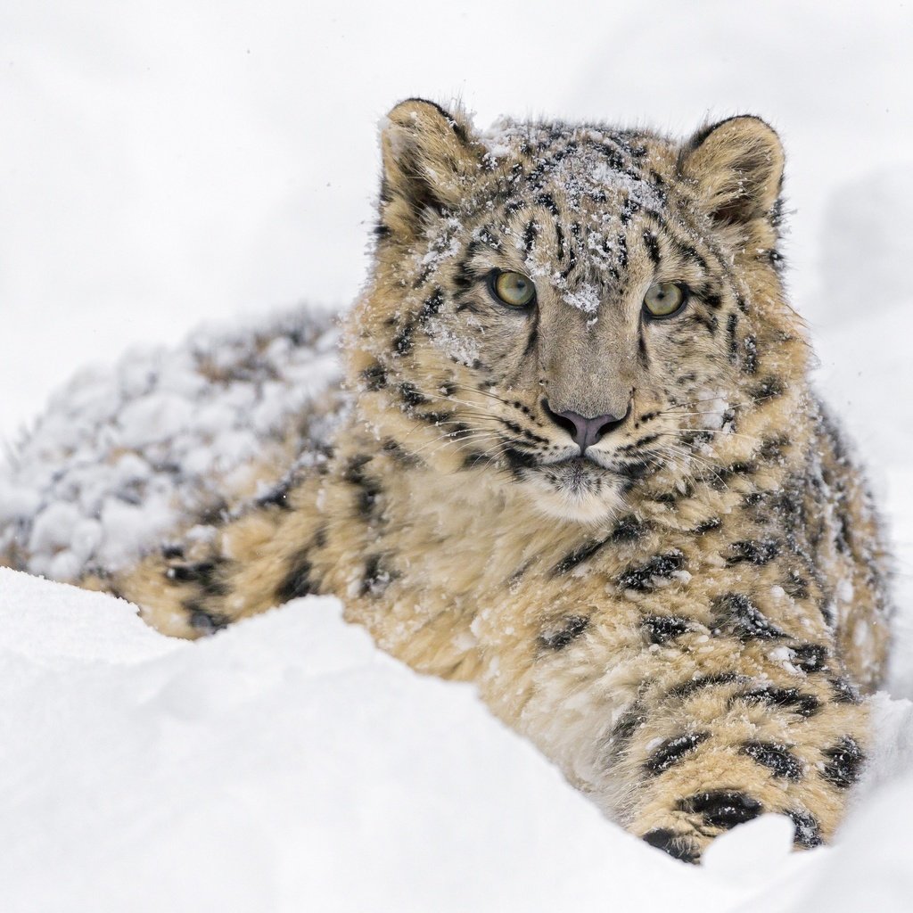 Обои морда, дикая кошка, снег, молодой, зима, детеныш, лежит, снежный леопард, хищник, снежный барс, ирбис, зоопарк, face, wild cat, snow, young, winter, cub, lies, predator, snow leopard, irbis, zoo разрешение 2560x1820 Загрузить