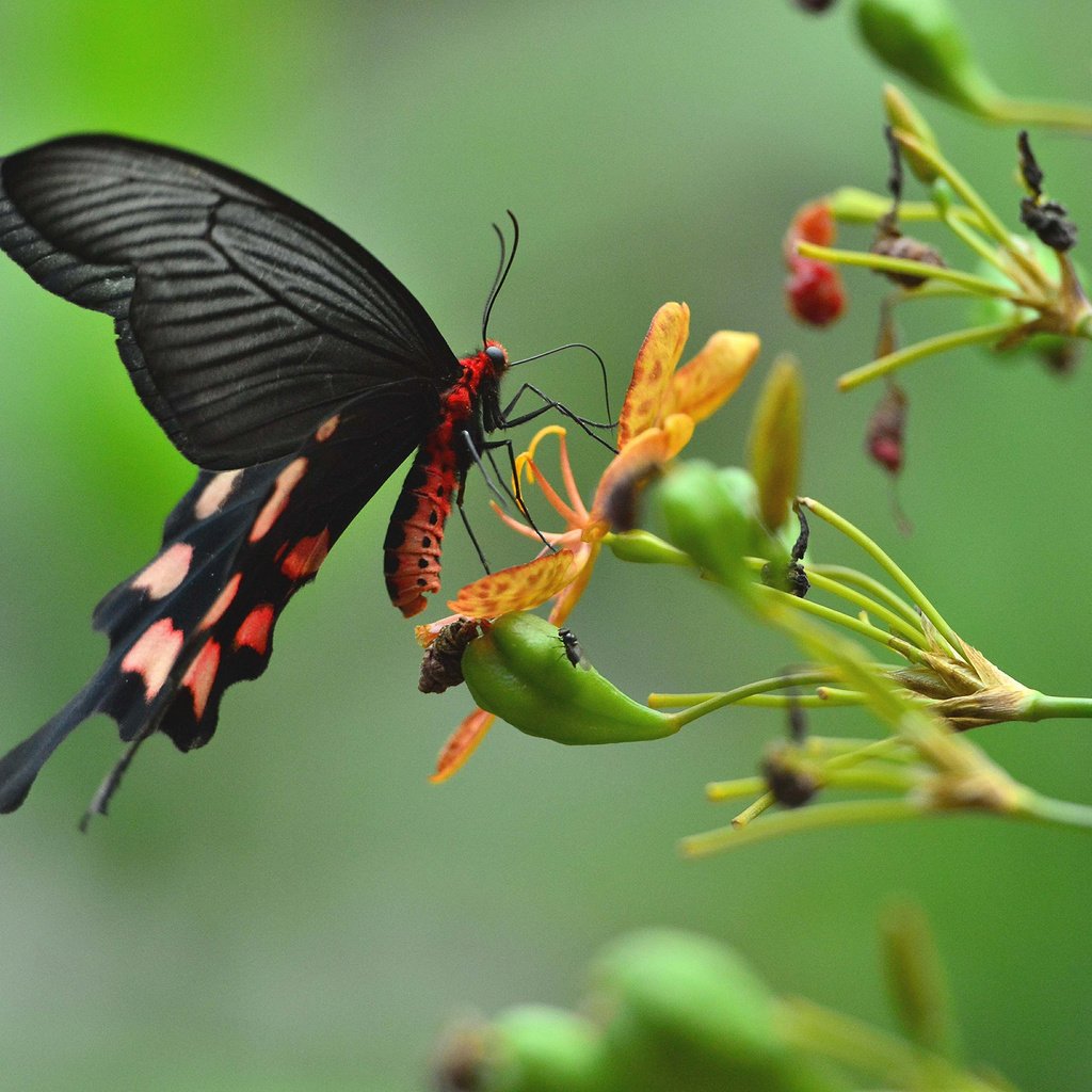 Обои цветы, насекомое, бабочка, крылья, растение, flowers, insect, butterfly, wings, plant разрешение 2048x1363 Загрузить