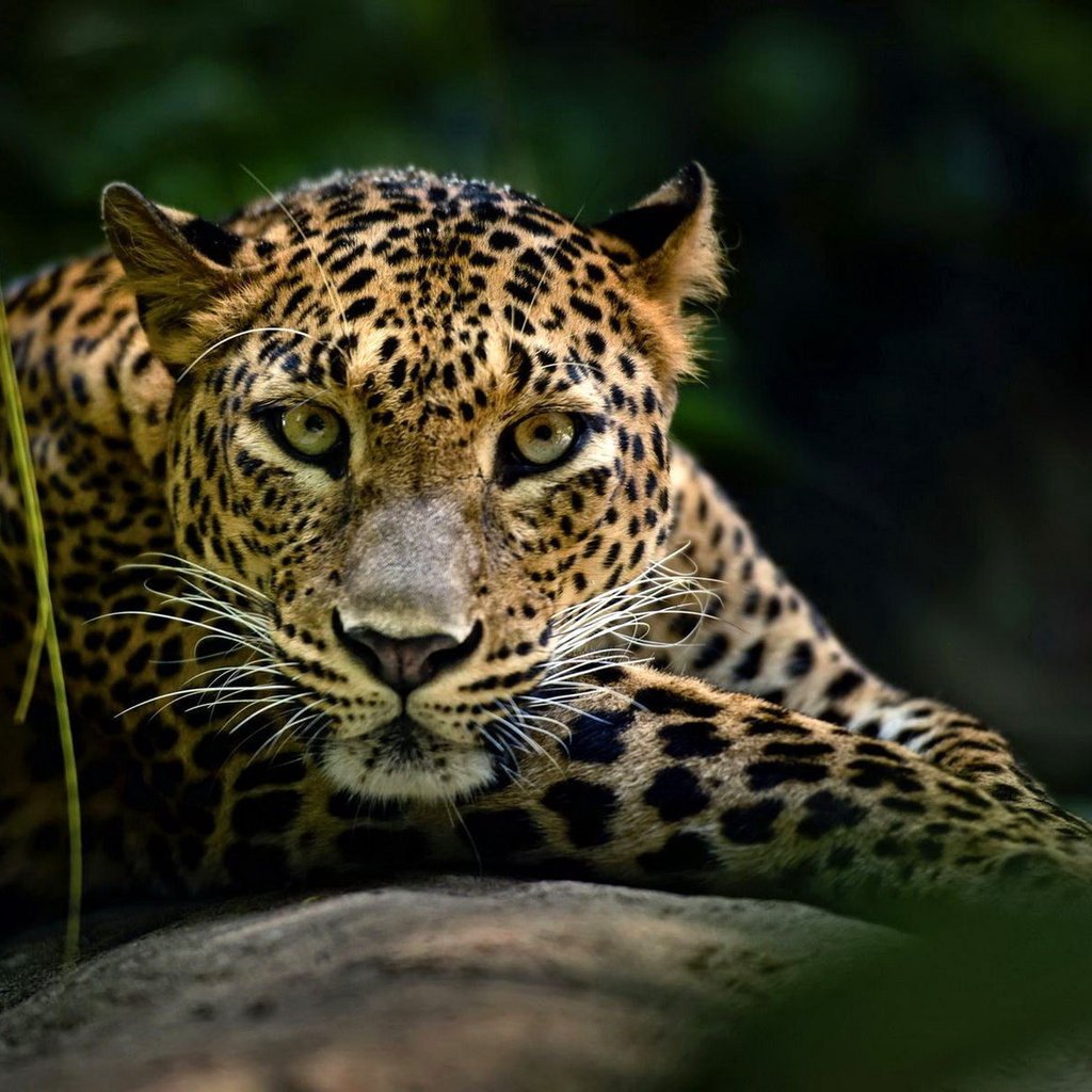 Обои морда, взгляд, леопард, хищник, большая кошка, face, look, leopard, predator, big cat разрешение 1920x1200 Загрузить