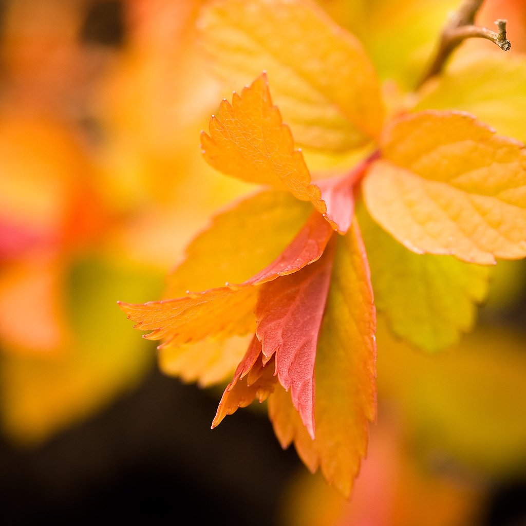 Обои листья, макро, фон, осень, желтые, ветвь, leaves, macro, background, autumn, yellow, branch разрешение 2560x1600 Загрузить