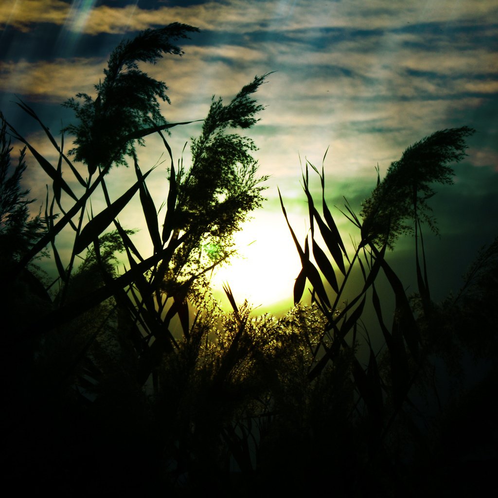 Обои небо, трава, облака, природа, макро, поле, колоски, the sky, grass, clouds, nature, macro, field, spikelets разрешение 1920x1200 Загрузить