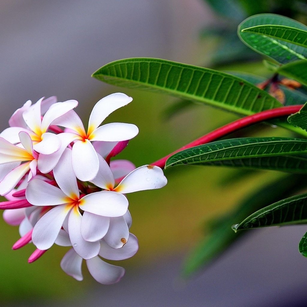 Обои цветы, листья, макро, капли, лепестки, экзотика, соцветие, плюмерия, flowers, leaves, macro, drops, petals, exotic, inflorescence, plumeria разрешение 2048x1420 Загрузить