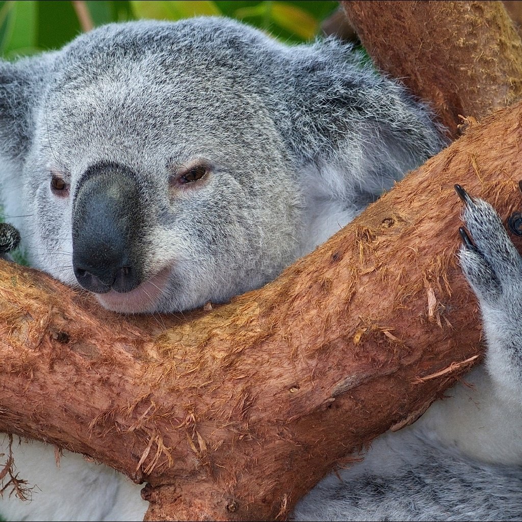 Обои дерево, животные, мордочка, австралия, коала, tree, animals, muzzle, australia, koala разрешение 1920x1080 Загрузить