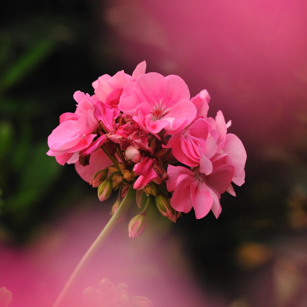 Обои цветок, фотограф, герань, джованни zacche, flower, photographer, geranium, giovanni zacche разрешение 2024x1347 Загрузить