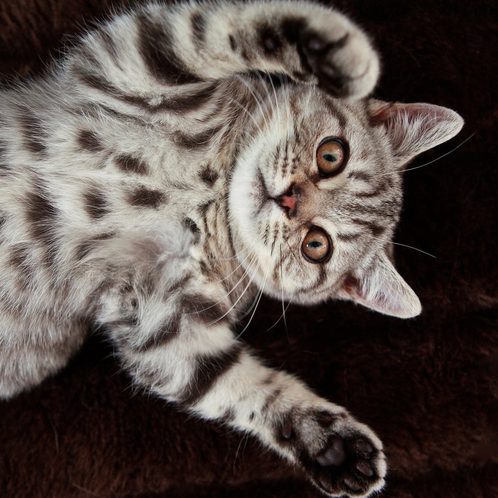 Обои кот, кошка, британец, британская короткошерстная, cat, british, british shorthair разрешение 2560x1600 Загрузить