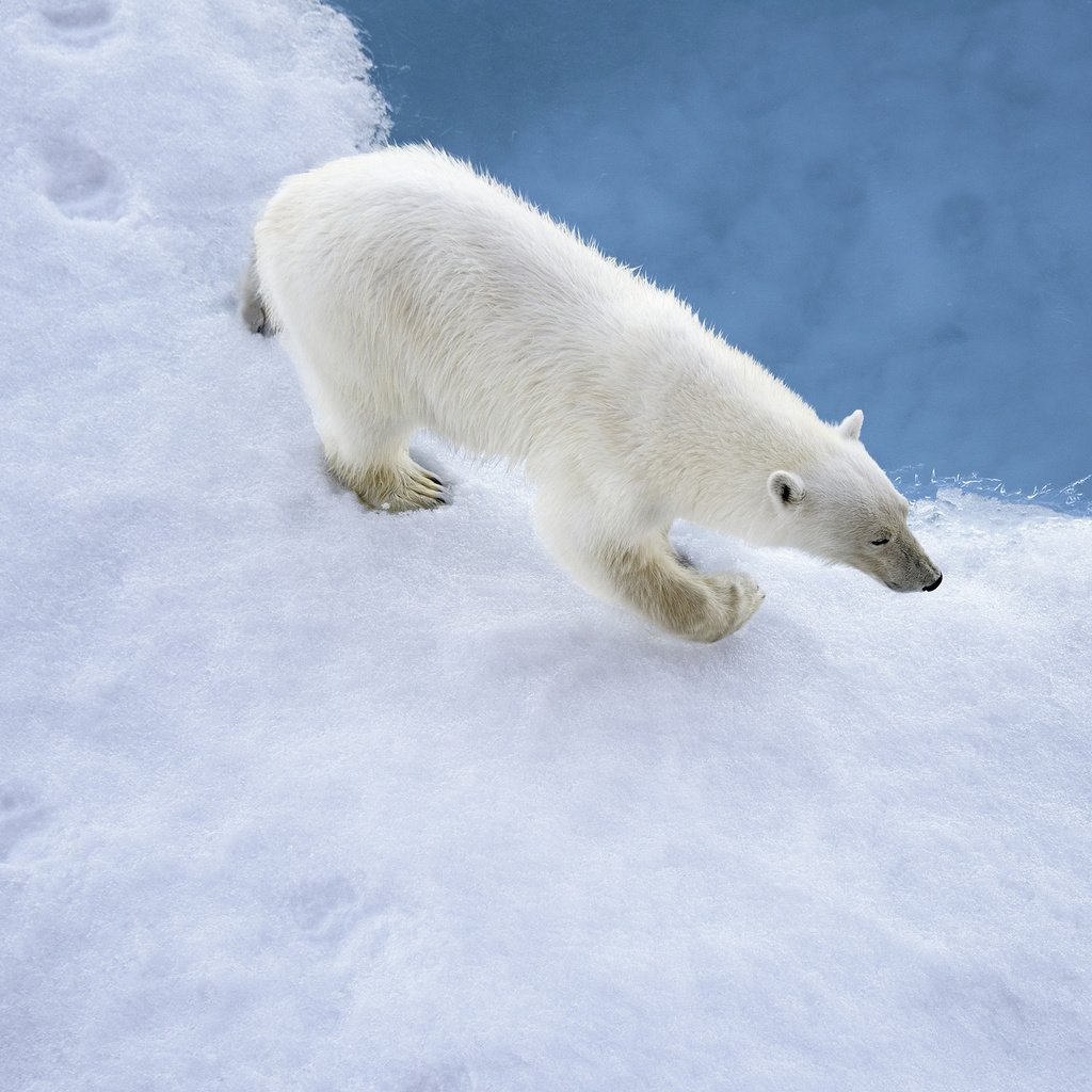 Обои снег, медведь, белый, следы, snow, bear, white, traces разрешение 2048x1416 Загрузить