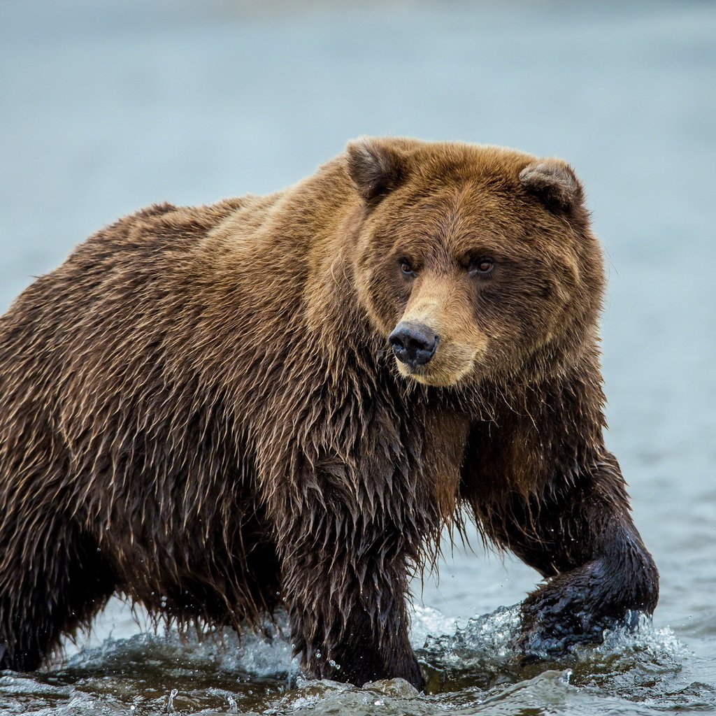 Обои вода, природа, медведь, water, nature, bear разрешение 1920x1200 Загрузить