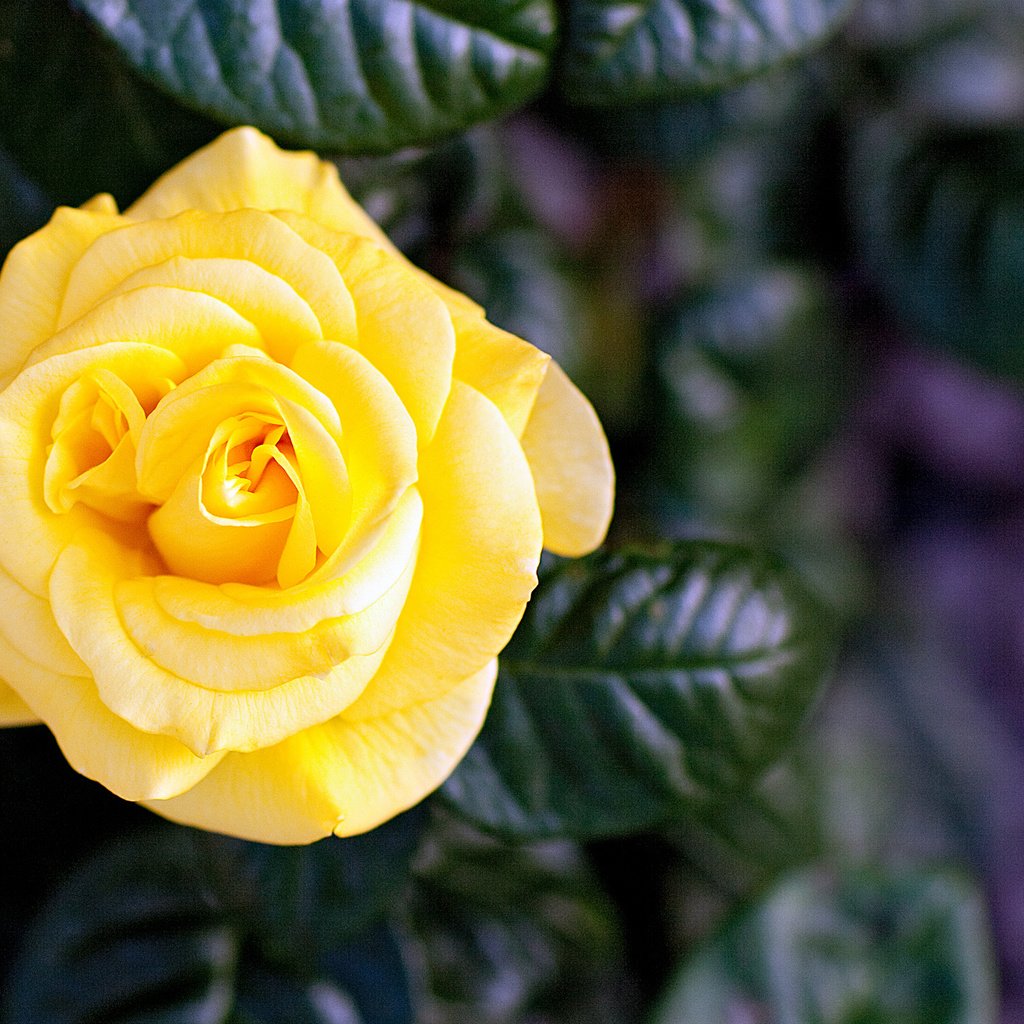 Обои природа, цветок, роза, лепестки, жёлтая, nature, flower, rose, petals, yellow разрешение 2048x1365 Загрузить