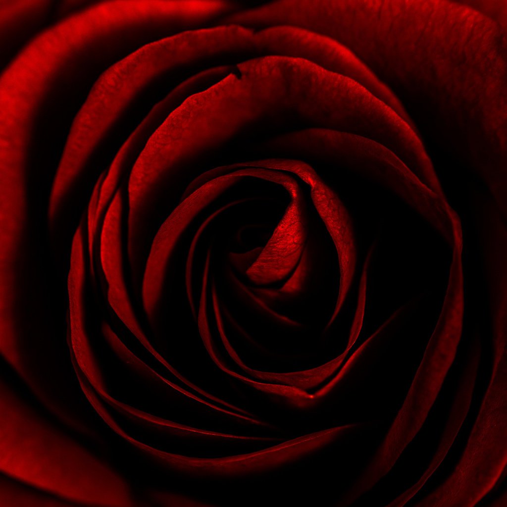 Обои макро, фон, цветок, роза, macro, background, flower, rose разрешение 2048x1365 Загрузить