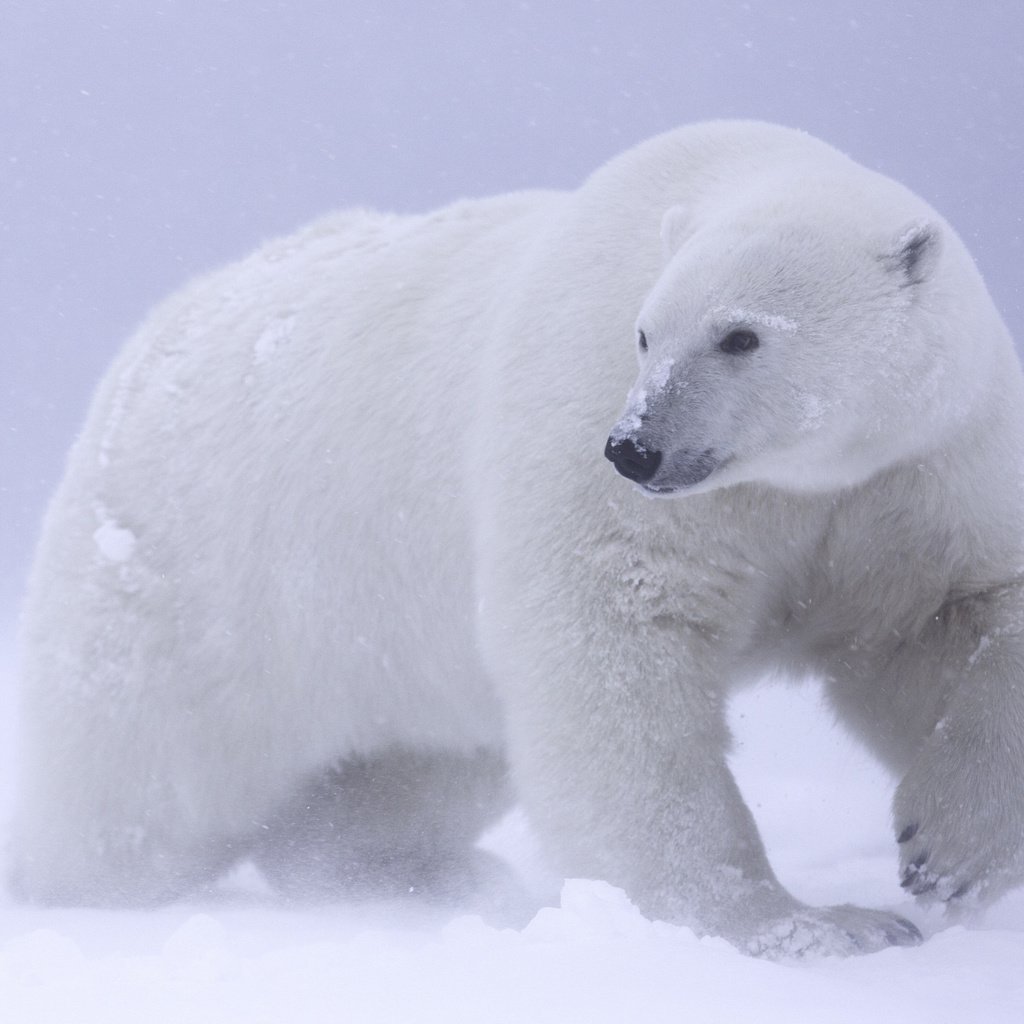 Обои снег, белый медведь, арктика, snow, polar bear, arctic разрешение 2048x1365 Загрузить