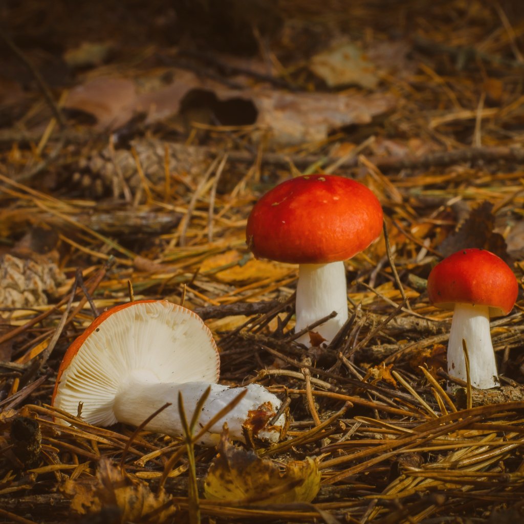 Обои природа, осень, грибы, nature, autumn, mushrooms разрешение 3527x2336 Загрузить