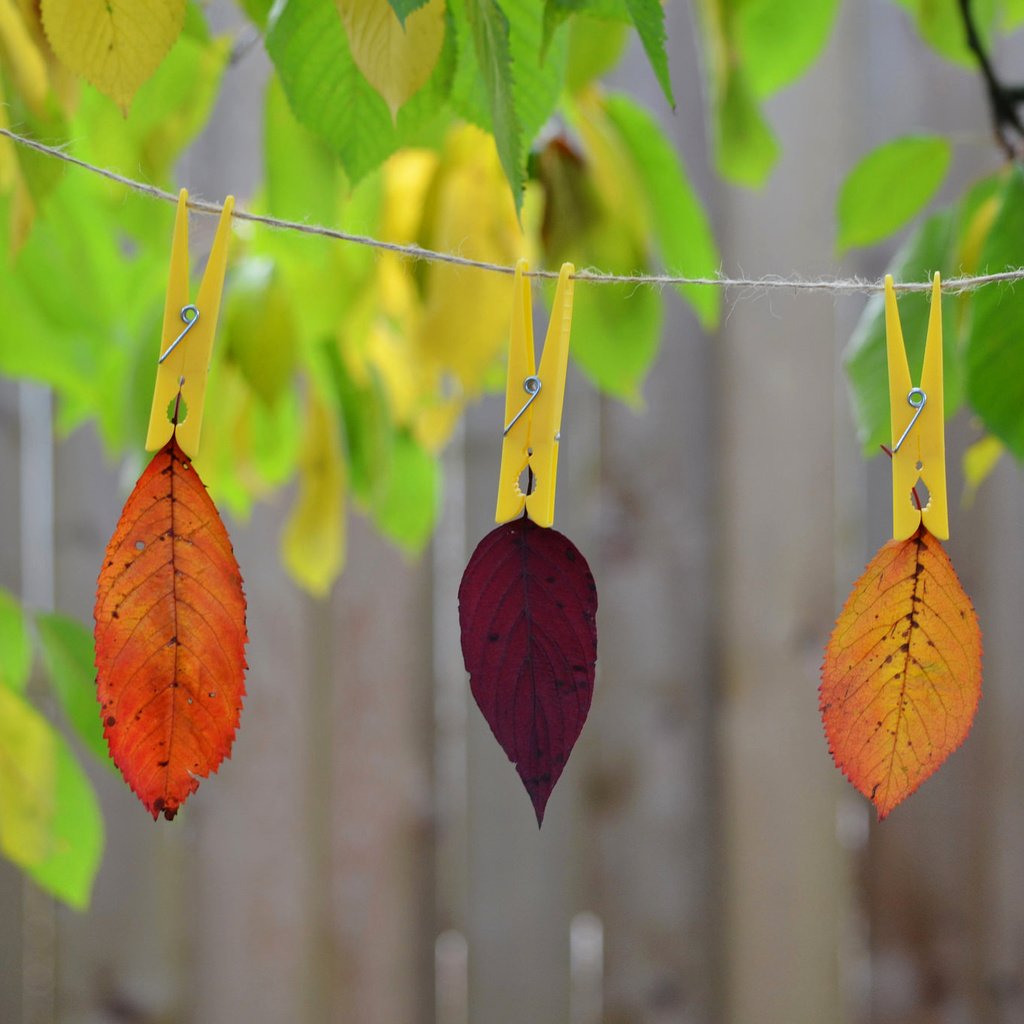 Обои природа, листья, краски, осень, веревка, прищепка, nature, leaves, paint, autumn, rope, clothespin разрешение 2048x1356 Загрузить