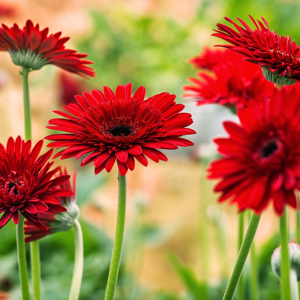 Обои цветы, цветение, красные, яркие, герберы, flowers, flowering, red, bright, gerbera разрешение 2048x1200 Загрузить