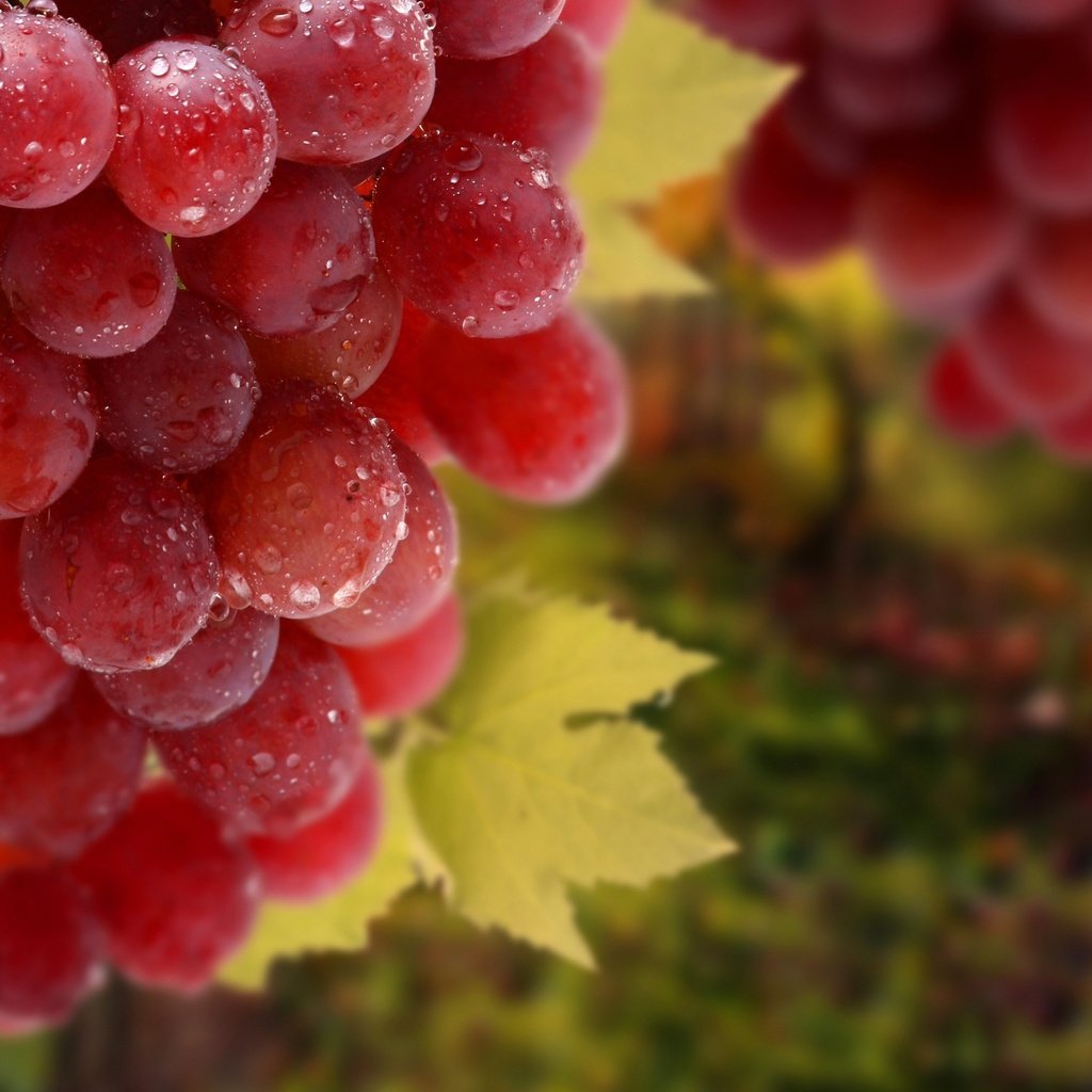 Обои листья, макро, виноград, еда, leaves, macro, grapes, food разрешение 2880x1800 Загрузить