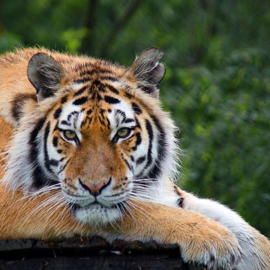 Обои тигр, дерево, взгляд, отдых, красавец, tiger, tree, look, stay, handsome разрешение 2048x1365 Загрузить