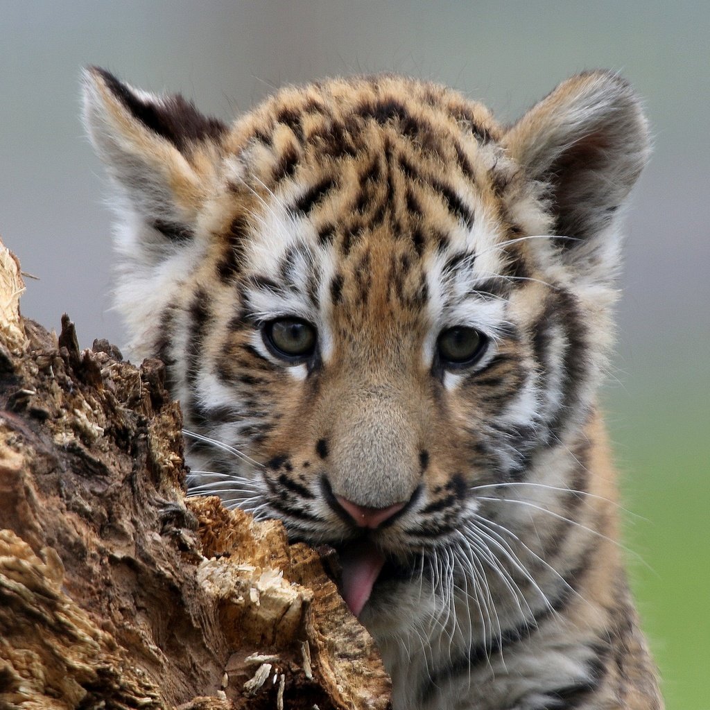 Обои тигр, мордочка, взгляд, котенок, тигренок, детеныш, tiger, muzzle, look, kitty, cub разрешение 2028x1497 Загрузить