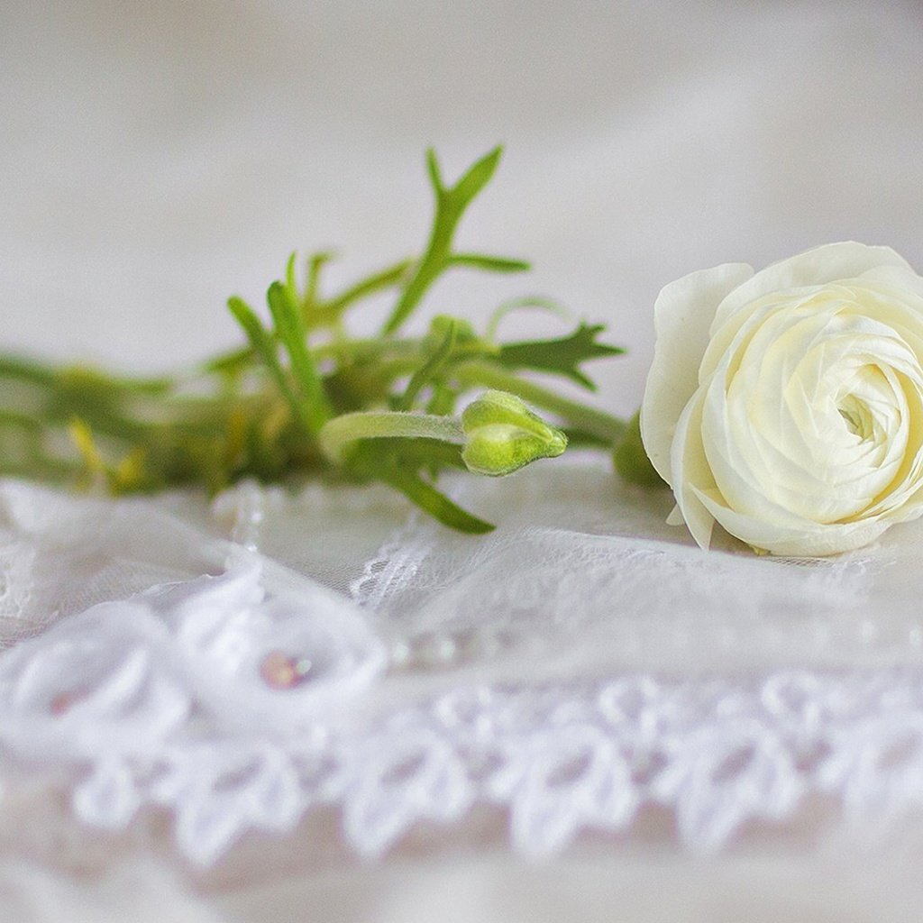 Обои цветы, розы, свадьба, flowers, roses, wedding разрешение 1920x1200 Загрузить