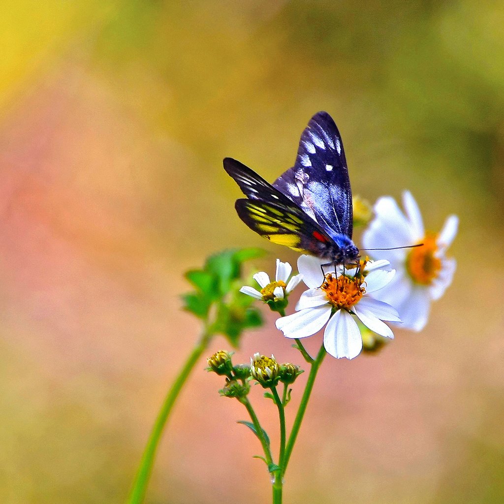 Обои цветы, фон, бабочка, белые, космея, flowers, background, butterfly, white, kosmeya разрешение 1920x1200 Загрузить