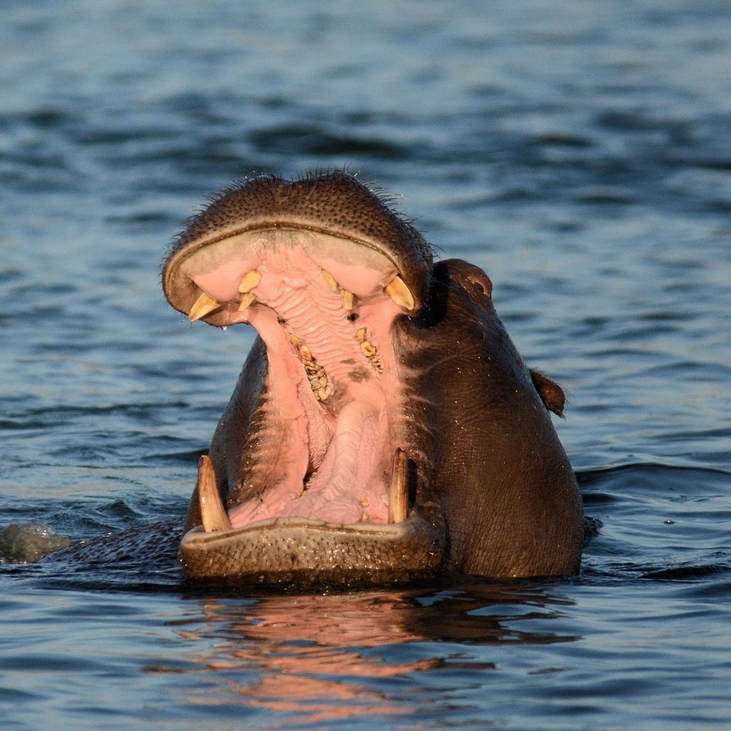 Обои морда, вода, пасть, бегемот, face, water, mouth, hippo разрешение 3735x2501 Загрузить
