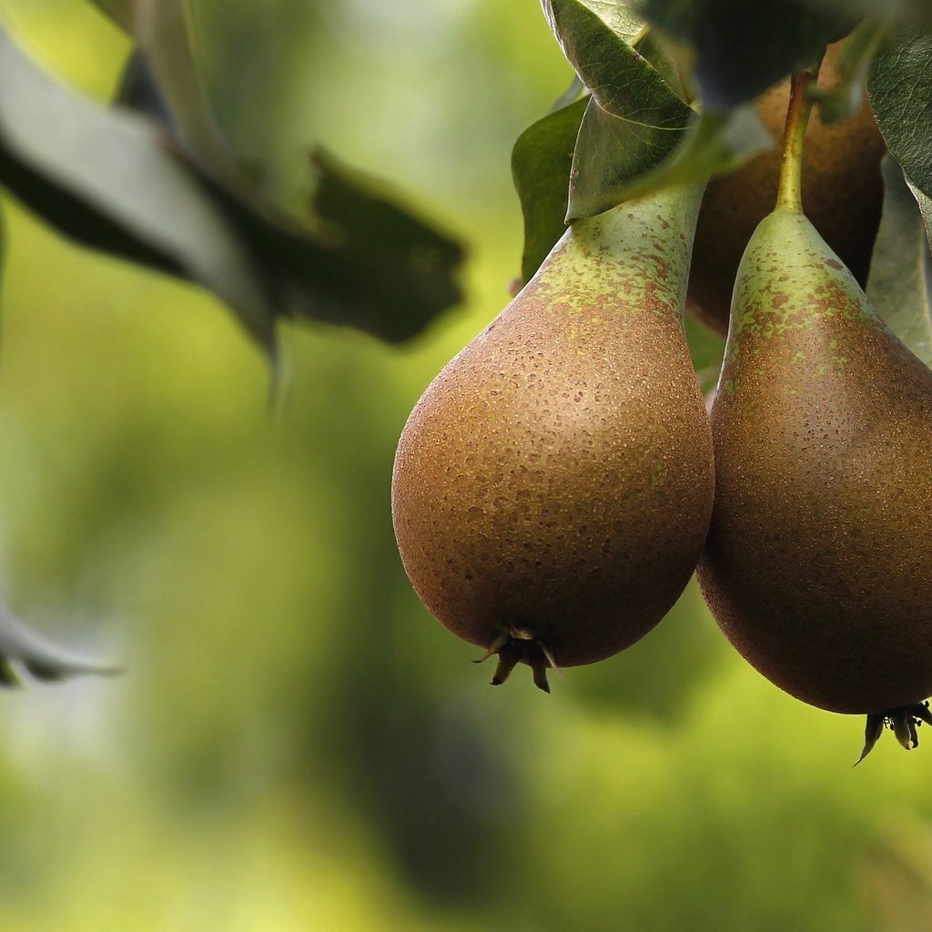 Обои природа, дерево, макро, фрукты, плоды, груши, груша, nature, tree, macro, fruit, pear разрешение 2048x1366 Загрузить