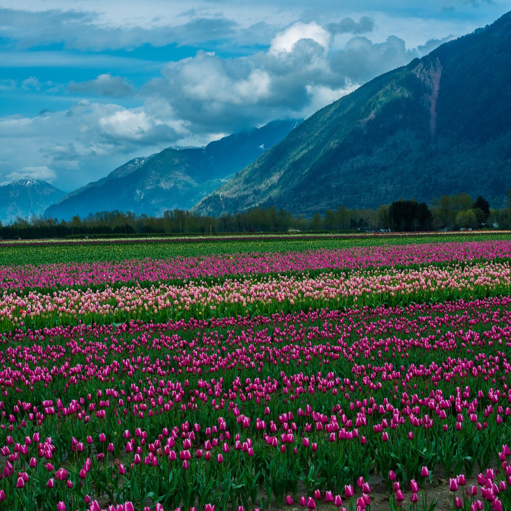 Обои небо, цветы, облака, горы, снег, природа, пейзаж, тюльпаны, the sky, flowers, clouds, mountains, snow, nature, landscape, tulips разрешение 2048x1367 Загрузить