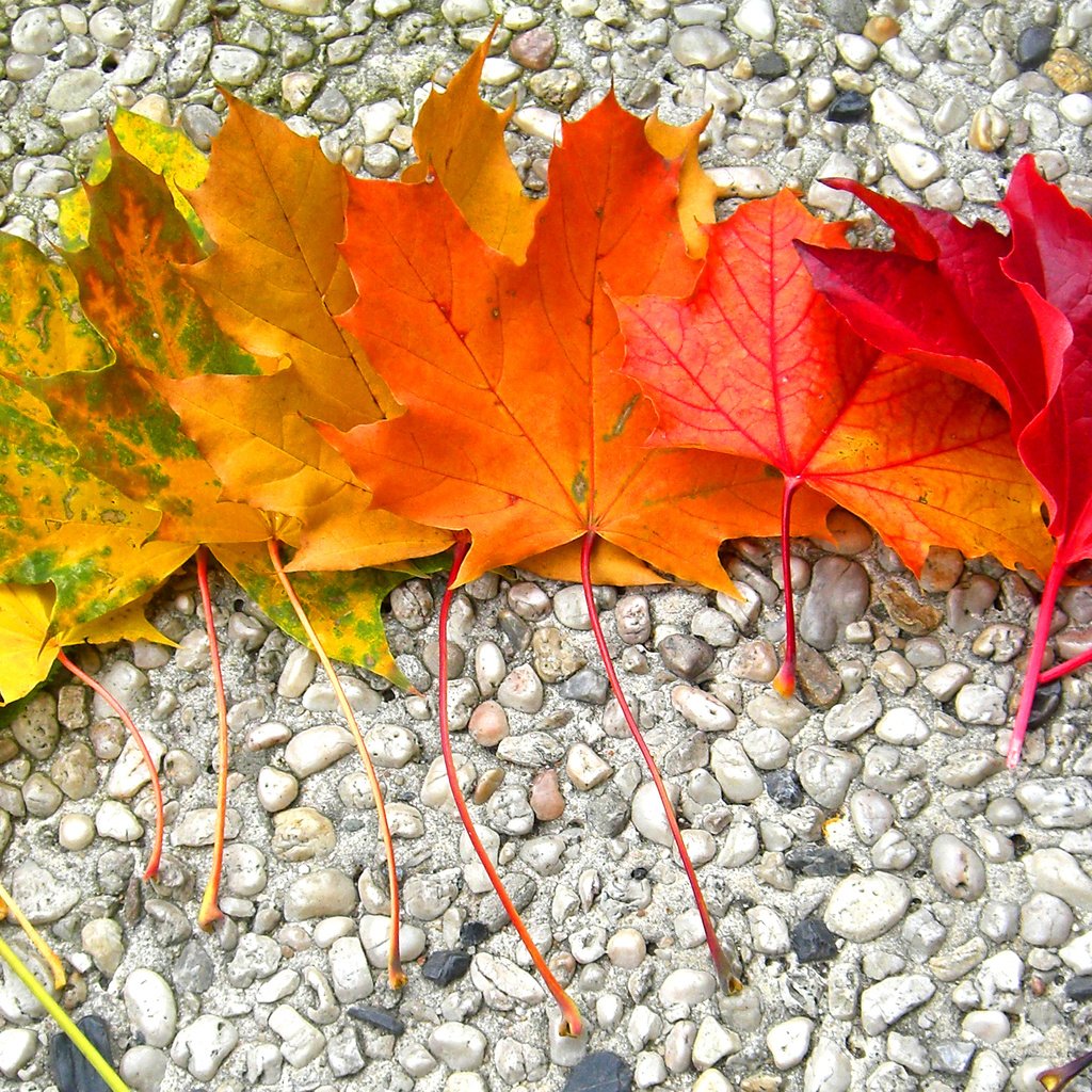 Обои камни, листья, осень, радуга, клен, stones, leaves, autumn, rainbow, maple разрешение 2968x1524 Загрузить