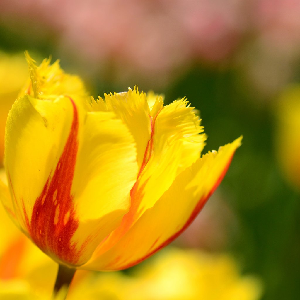 Обои цветы, макро, лепестки, весна, тюльпаны, flowers, macro, petals, spring, tulips разрешение 2048x1356 Загрузить