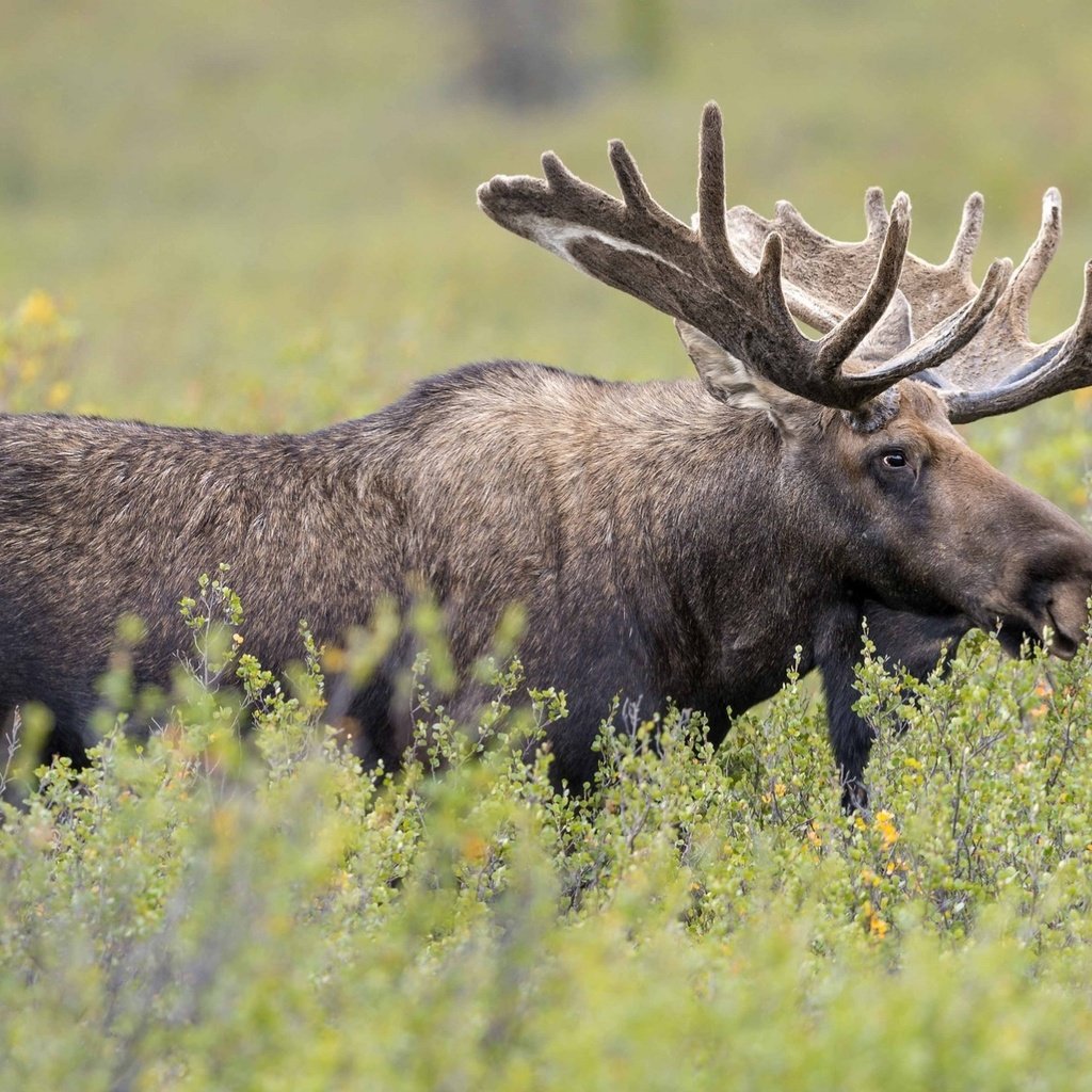 Обои трава, рога, лось, сохатый, grass, horns, moose, elk разрешение 2000x1192 Загрузить