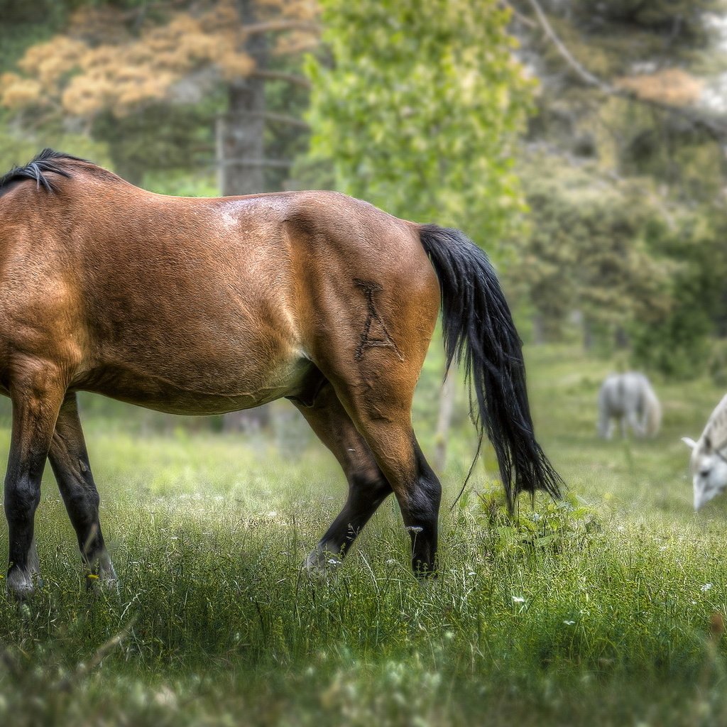 Обои трава, деревья, природа, фон, лошади, кони, grass, trees, nature, background, horse, horses разрешение 2035x1080 Загрузить