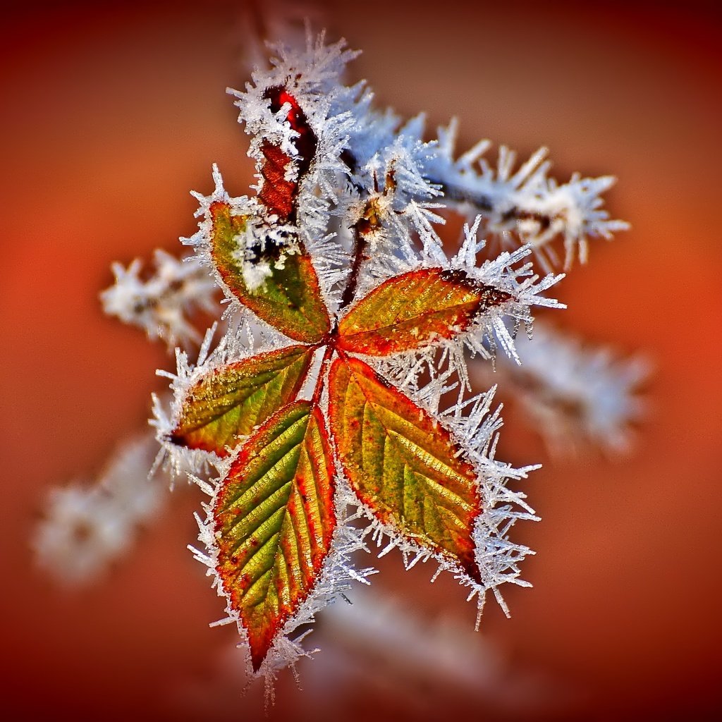 Обои листья, иней, осень, leaves, frost, autumn разрешение 2048x1361 Загрузить